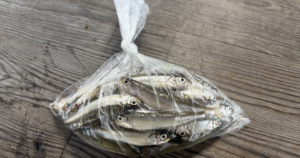 山中湖ワカサギ釣り(ドーム船)の料金と予約2026｜子連れは5歳から・2業者の3時間プランと冬の釣果