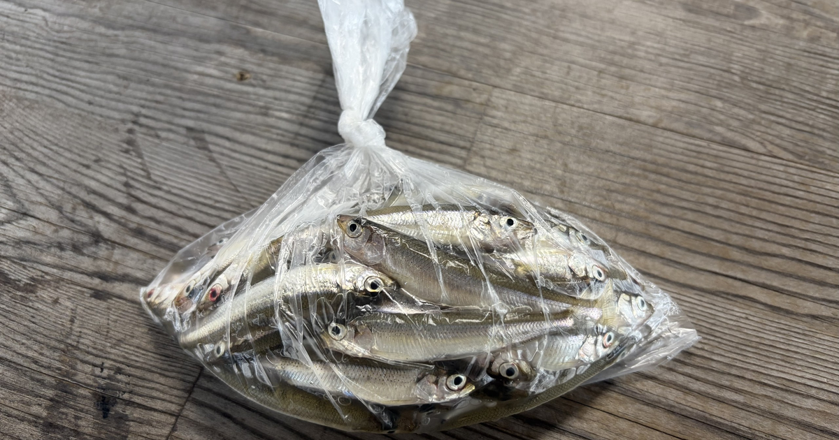 山中湖ワカサギ釣り(ドーム船)の料金と予約2026|子連れは5歳から・2業者の3時間プランと冬の釣果