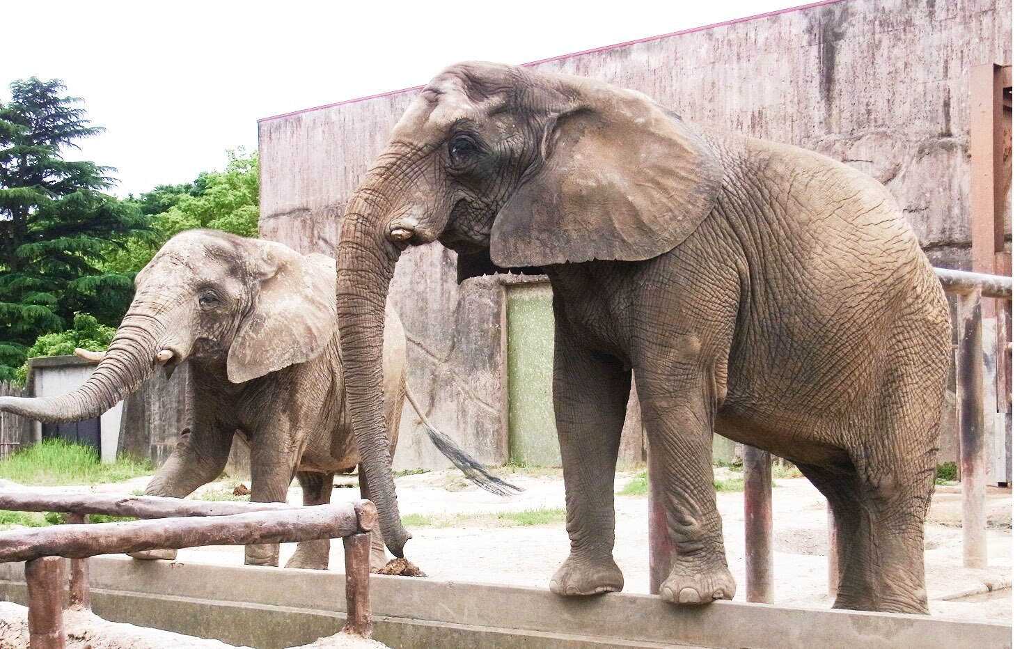 動物園エリアのアフリカゾウ