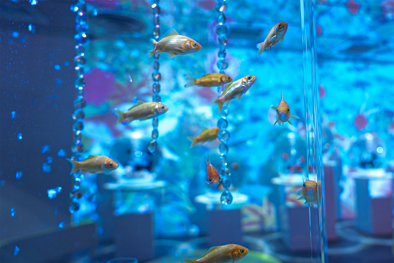 青い映像を背景に泳ぐ金魚