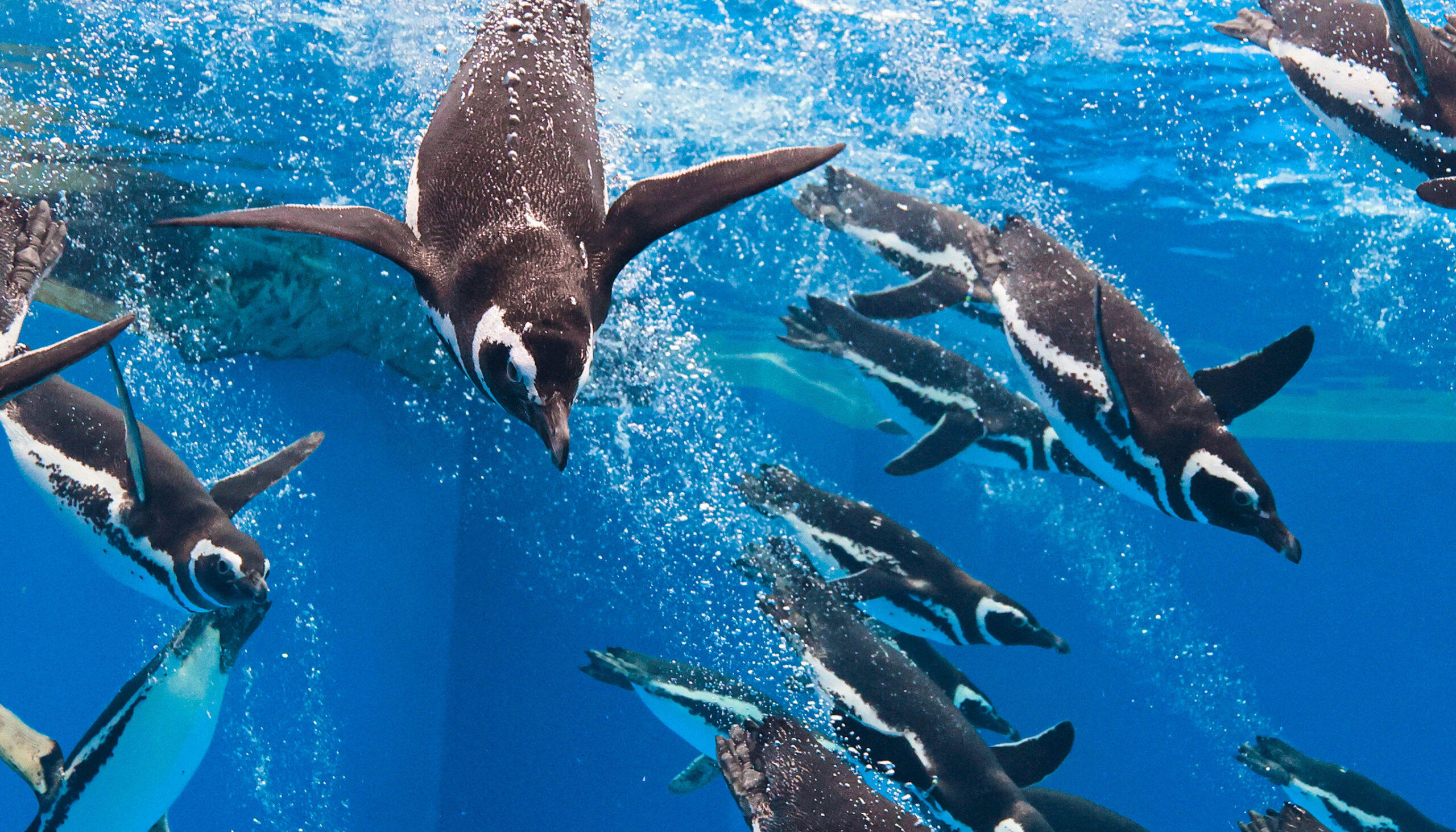 水中を泳ぐマゼランペンギン