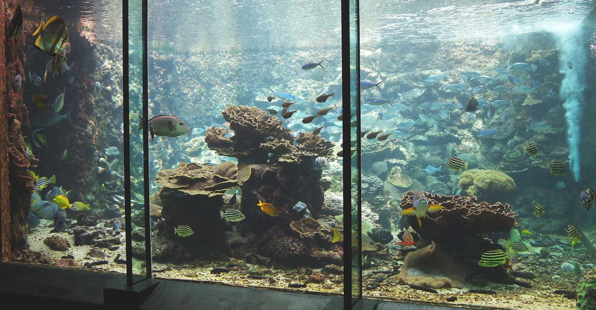 Aゾーンの串本の海大水槽