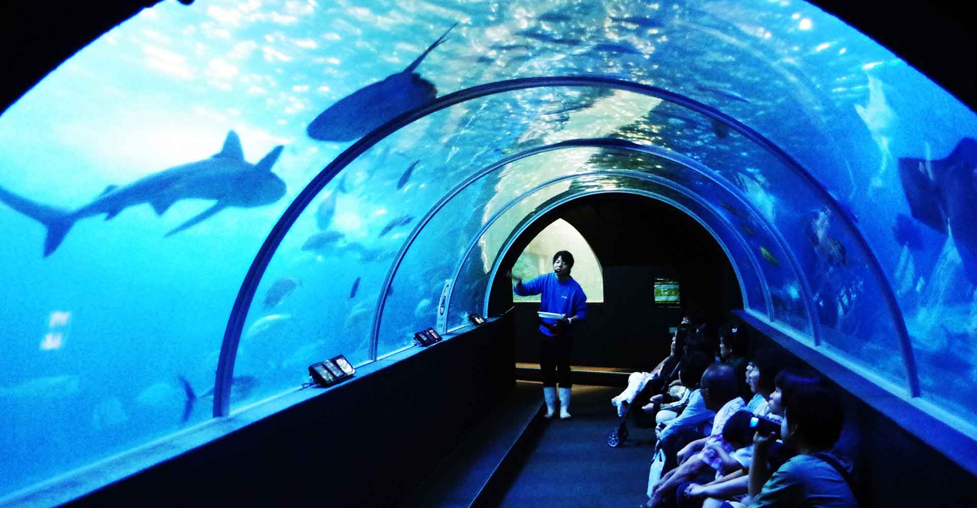 Cゾーンの水中トンネル