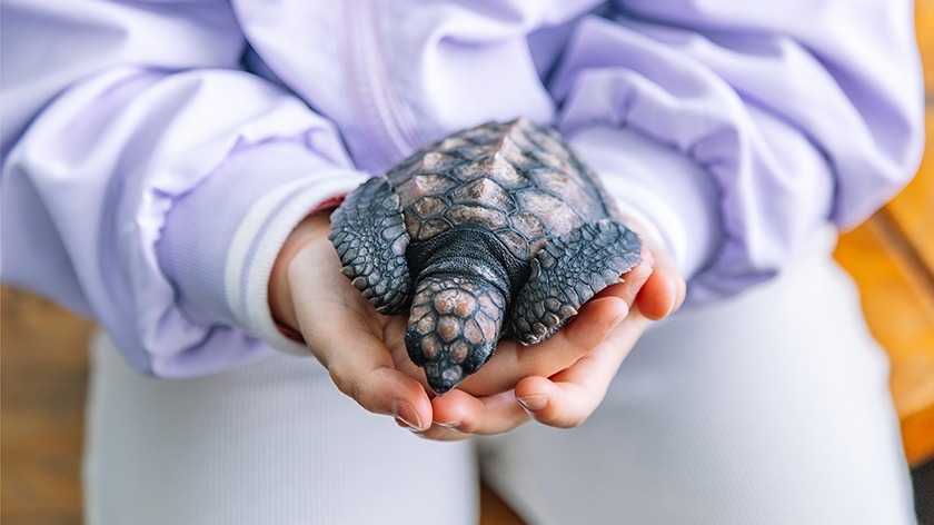 手のひらにのせた子ガメ