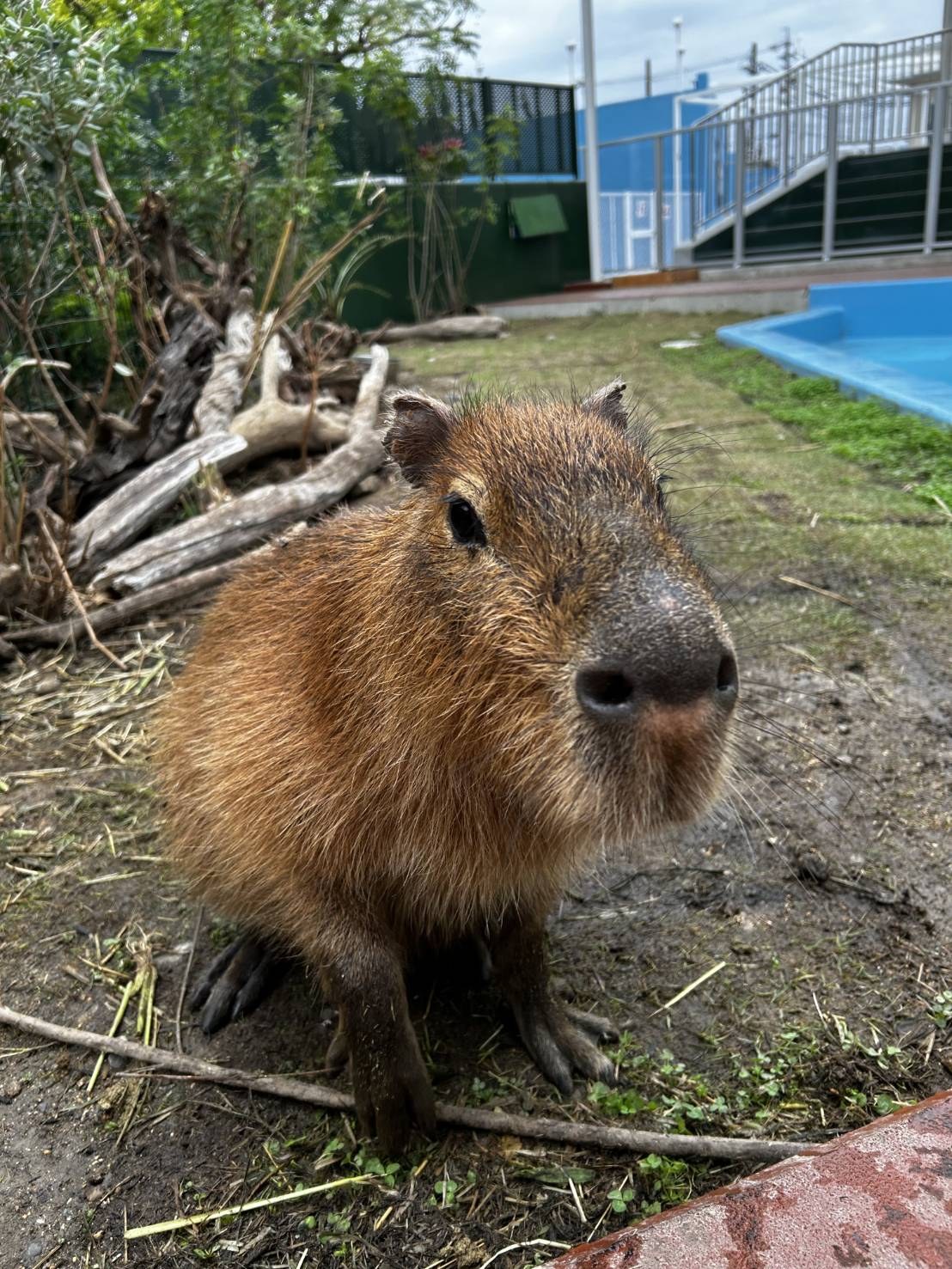 屋外の展示場のカピバラ
