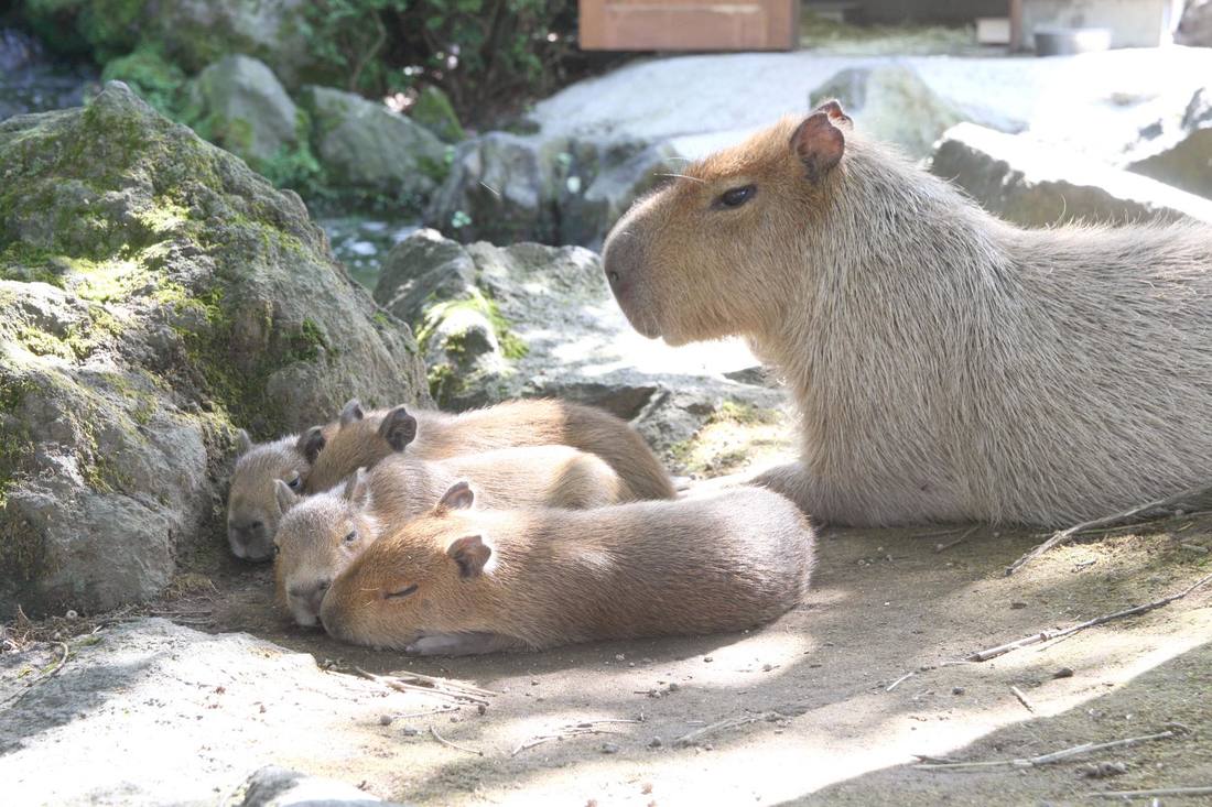 岩の上で寄りそって眠るカピバラの親子