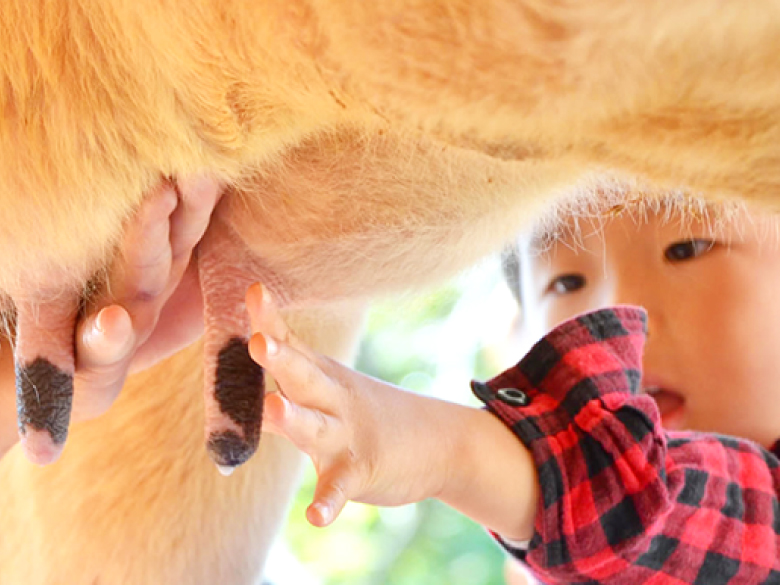 牛の乳しぼりをする子どもの手