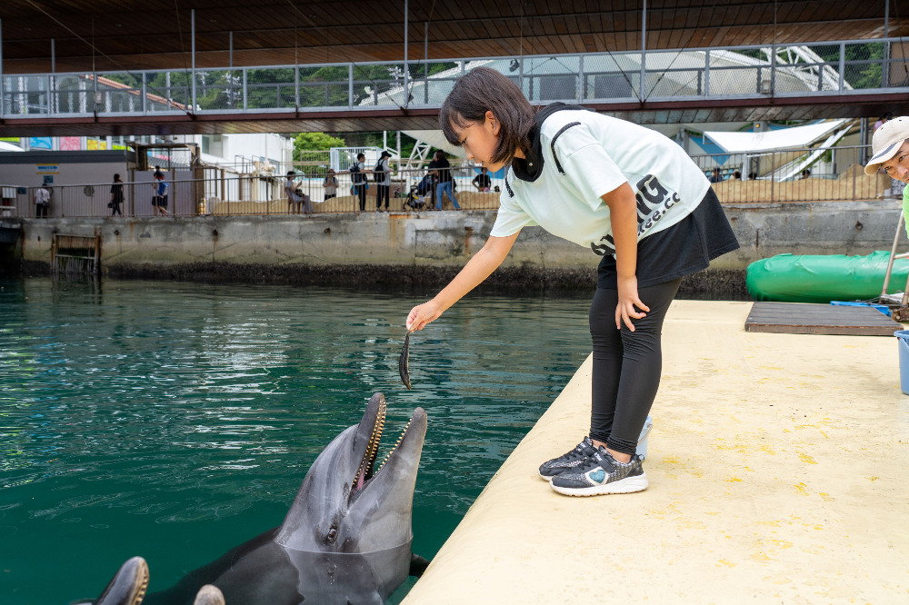 プールサイドからイルカに魚をあげる子ども