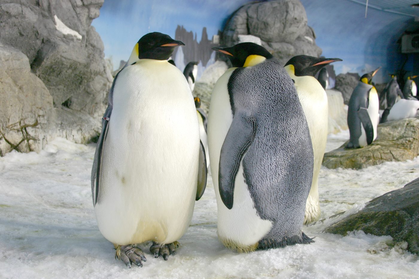 雪の上に立つコウテイペンギン
