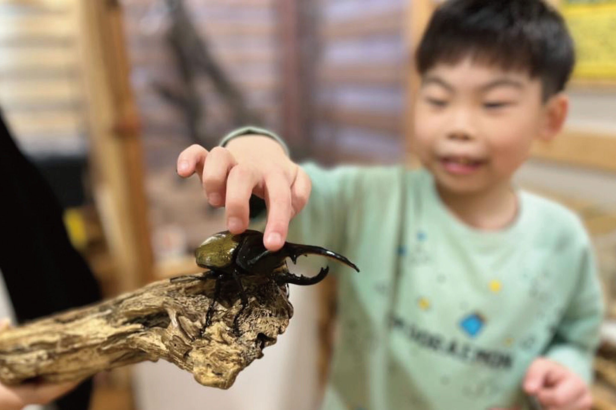 大きなカブトムシにさわる男の子