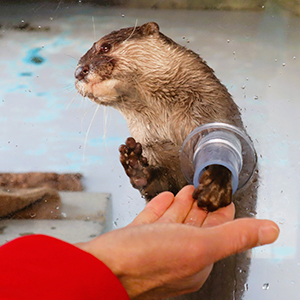 アクリル越しにエサをつかむコツメカワウソ