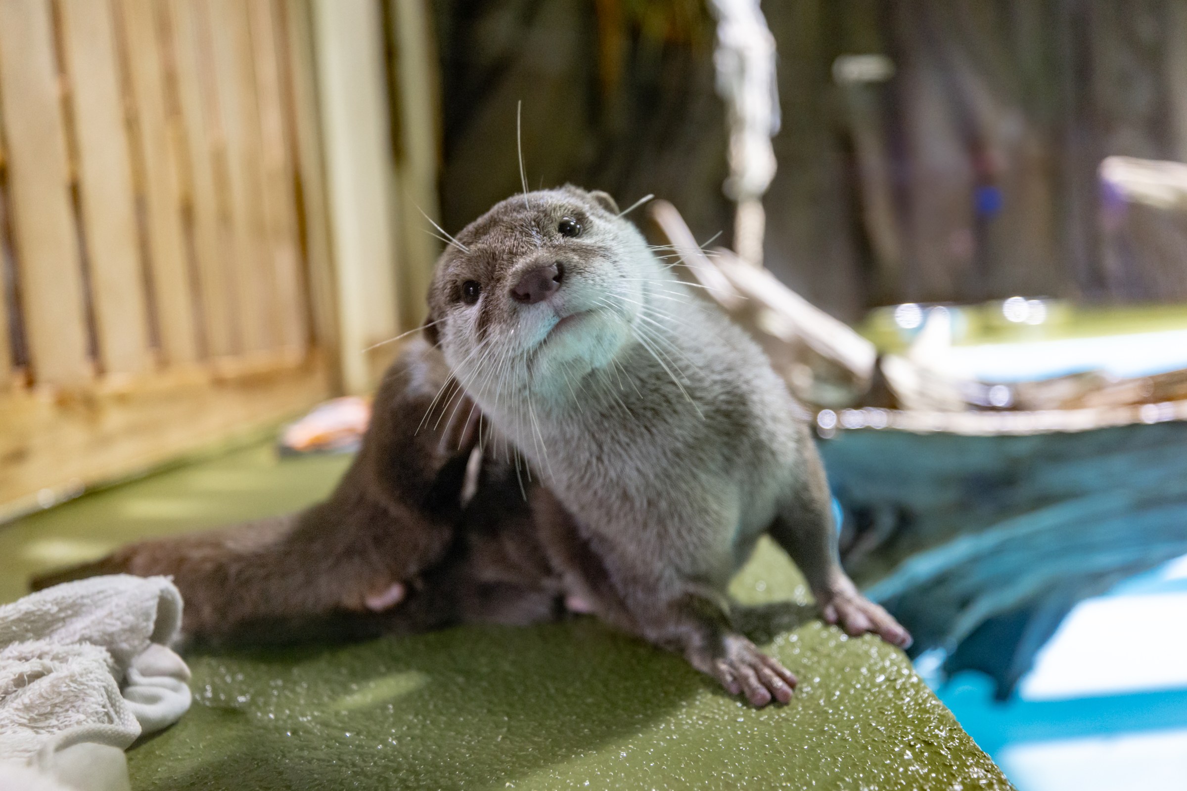 こちらを見上げるコツメカワウソ