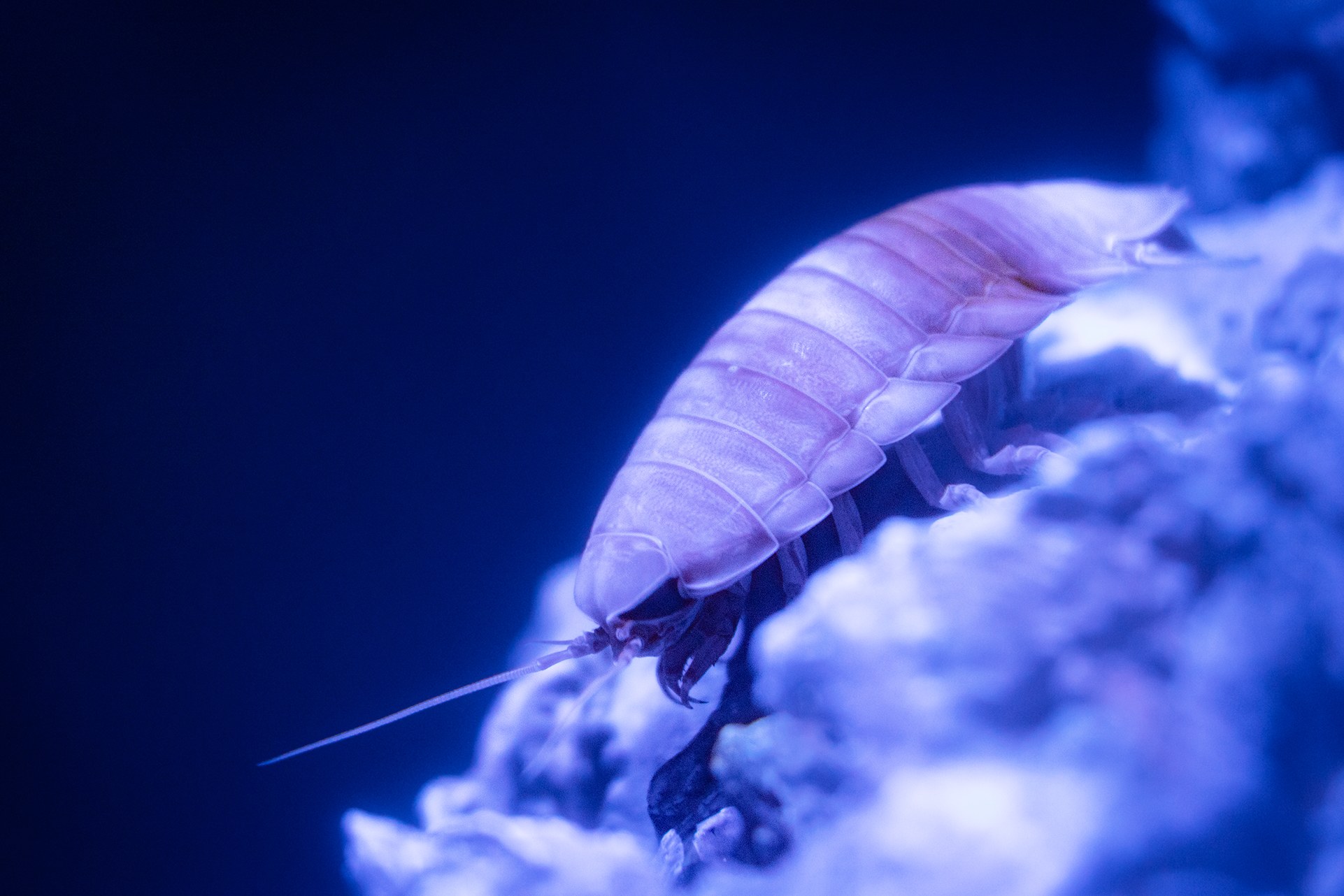 深海の生き物オオグソクムシ