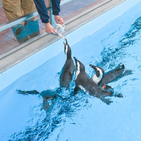 ペンギンプールでのごはんやり