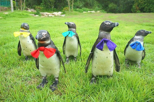 蝶ネクタイを付けて芝生に並ぶペンギン