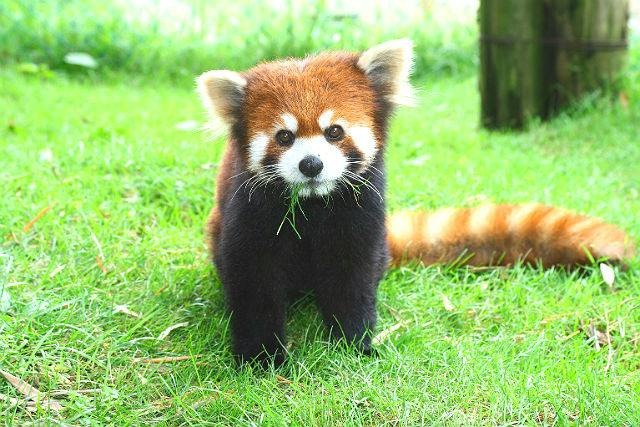 草をくわえてこちらを見るレッサーパンダ