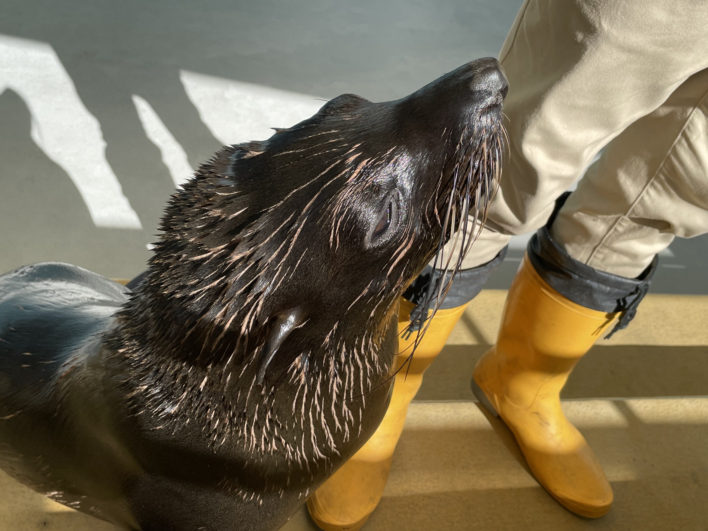 トレーナーの足元に寄る海獣