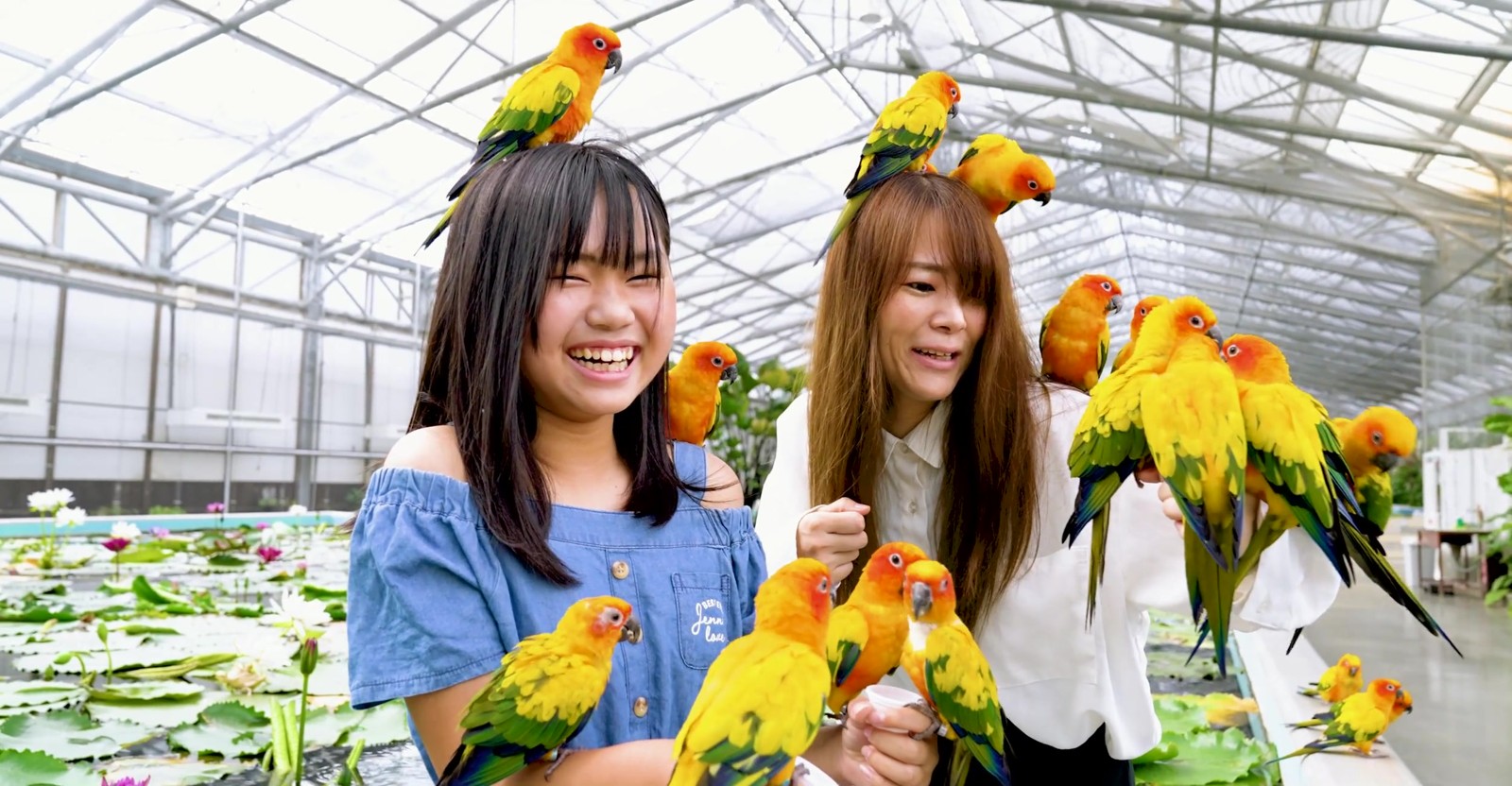 手や頭にとまるコガネメキシコインコ