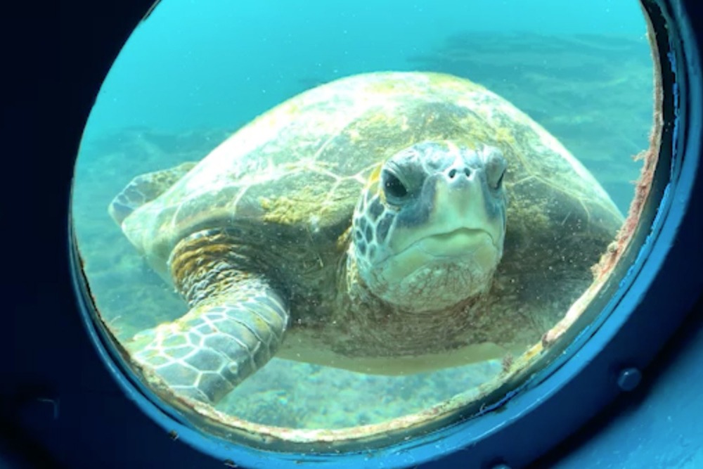 海中展望塔の観察窓の外を泳ぐアオウミガメ